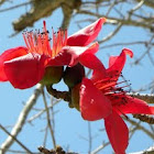 Bombax or Red Silk Cotton Tree