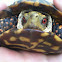 Ornate box turtle