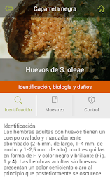 gipcitricos Ivia poster 5