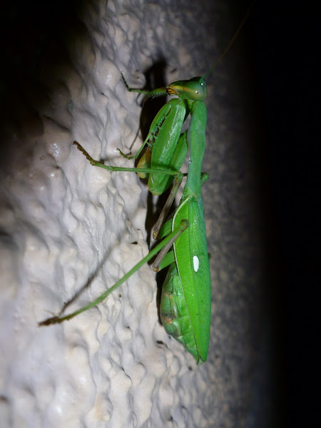 giant african mantis green