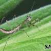 Mantis nymph (just born)
