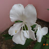 White Ginger Lily, Butterfly Ginger or Dolon Chapa