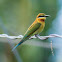 Blue-tailed Bee Eater