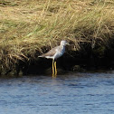 Sandpiper? 