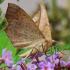 Big Poplar sphinx moth