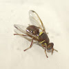 Cucurbit Fly / Fruit Fly