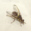 Cucurbit Fly / Fruit Fly