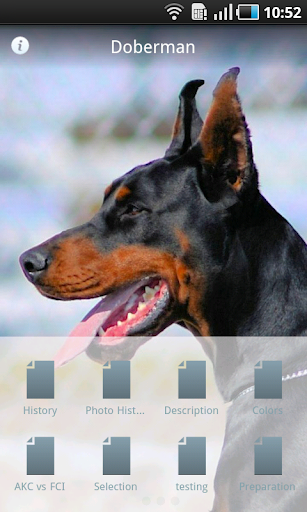 the doberman