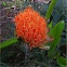 orange spiny flower
