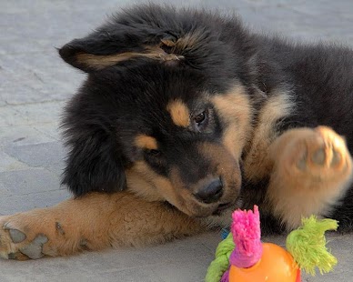 Tibetan Mastiff Wallpapers Screenshots 1