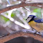 Blue tit