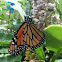 Monarch Butterfly