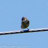 Zitting Cisticola; Buitrón