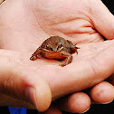 Korean Brown Frog