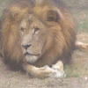 Lion (Male)