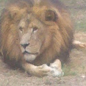 Lion (Male)