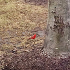 Northern Cardinal