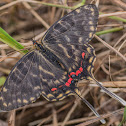 Dragon/Green Swallowtail, female