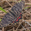 Dragon/Green Swallowtail, female