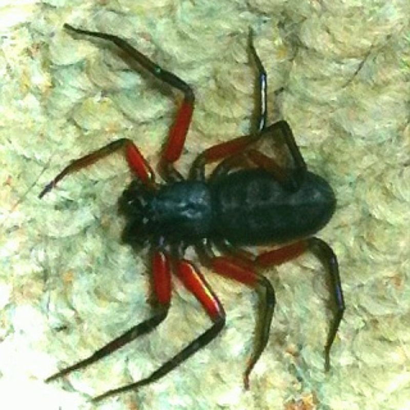 Scorpion spider