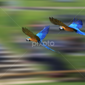 Flying Parrots by Ceri Jones - Animals Birds