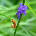 Flower mantis