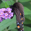 Eastern Tiger Swallowtail