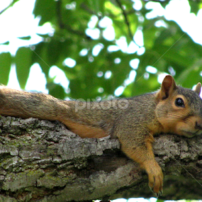 Backyard Buddy by Marsha Biller - Animals Other Mammals