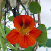 Garden nasturtium (ναστούρτιο)