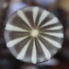 pinwheel mushroom
