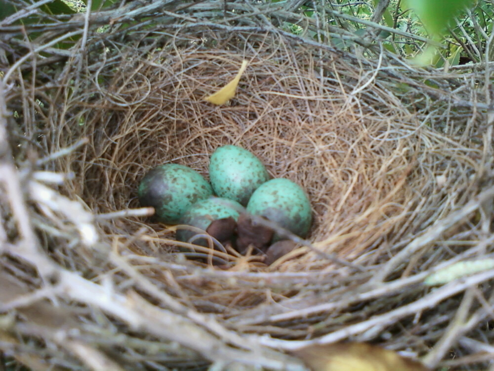 Blue bird eggs