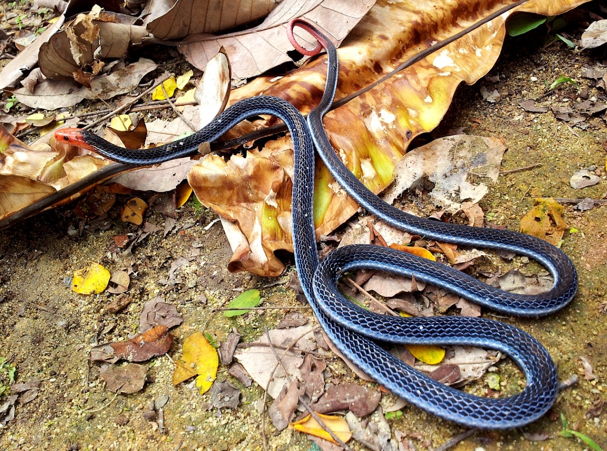 Malaysian Blue Coral Snake