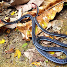 Malaysian Blue Coral Snake