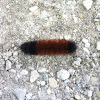 Wooly Caterpillar