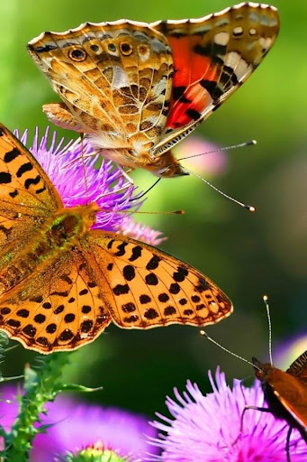 免費下載個人化APP|Magic Butterfly Glittering LWP app開箱文|APP開箱王