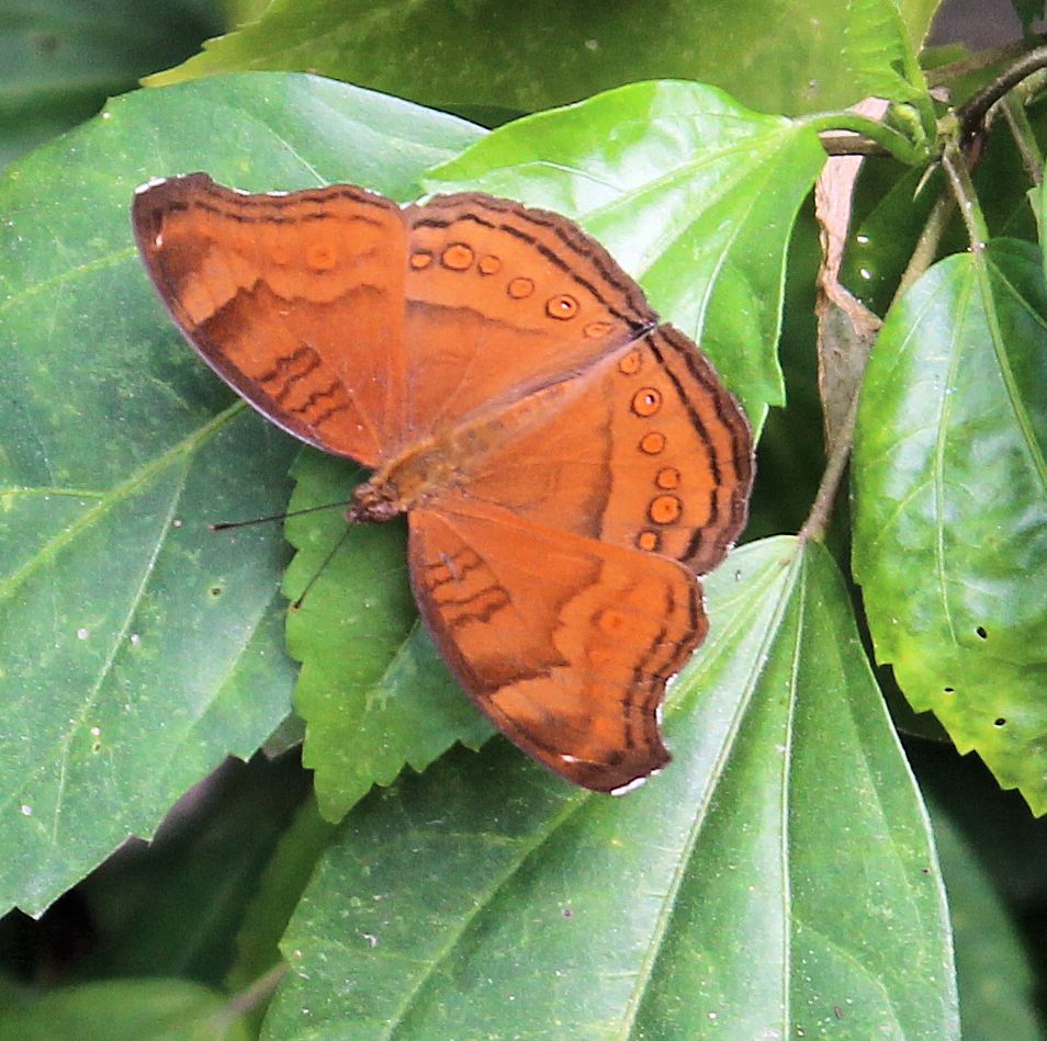 Brown Pansy  Butterfly
