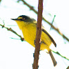 Yellow-lored Tody-flycatcher