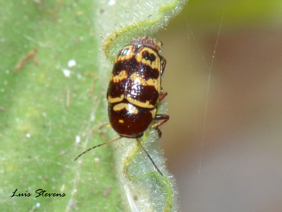 Leaf Beetle