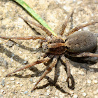 Wolf spider