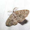 Umber Moth