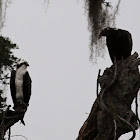 Osprey vs. Black Vulture