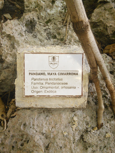 Exhibicion Maya Cimarrona en APEC
