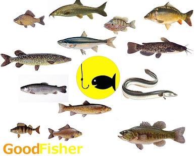 How to mod GoodFisher 1.0 unlimited apk for pc