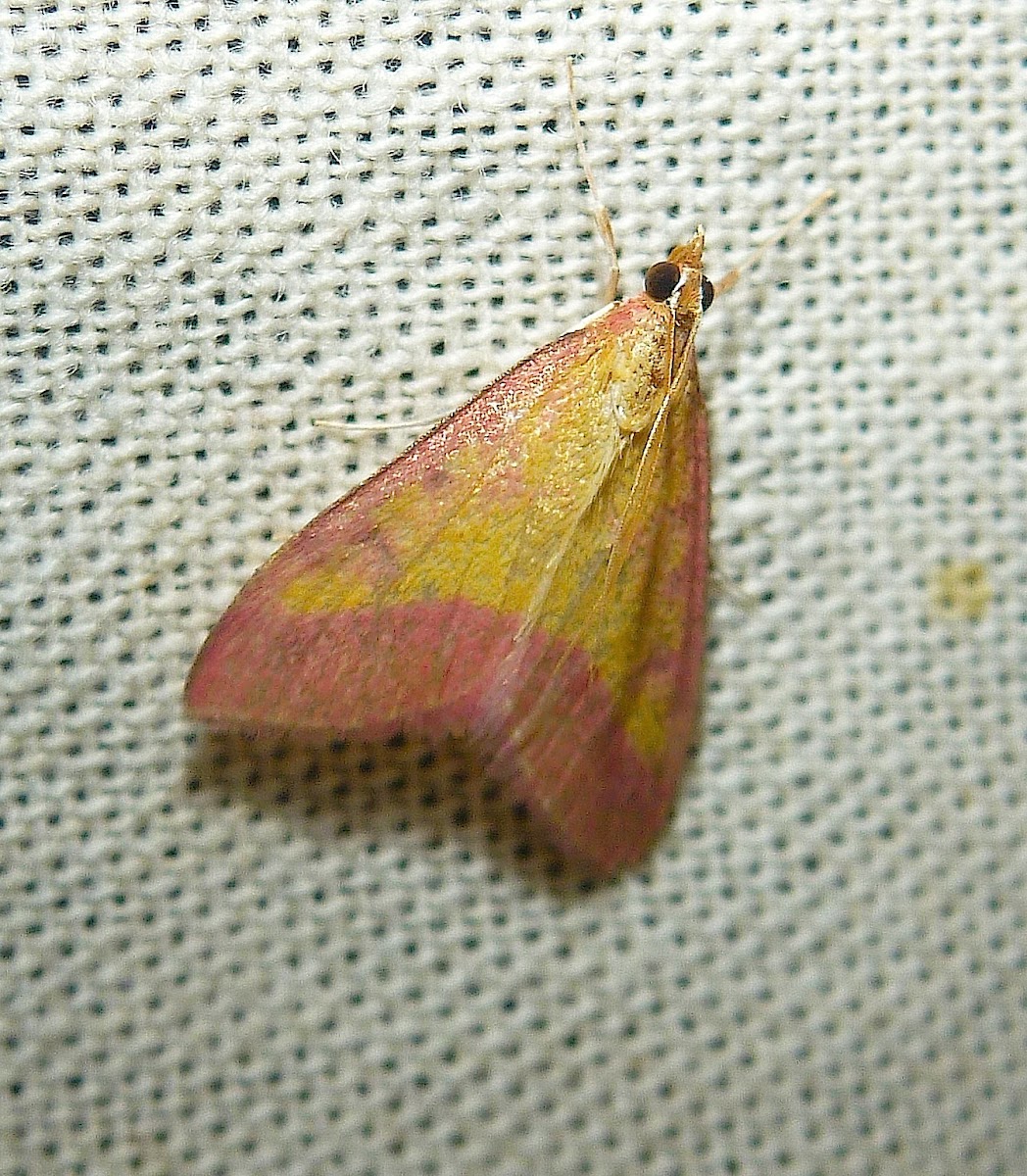 "Pink Bordered Yellow Moth"