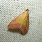 "Pink Bordered Yellow Moth"