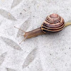 Banded wood snail, garden snail
