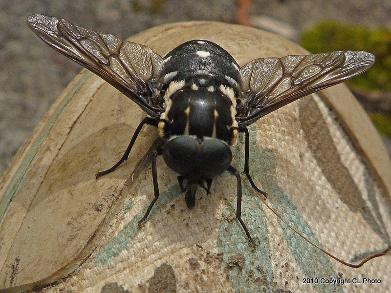 Black/white Marchfly