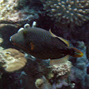 Striped Triggerfish