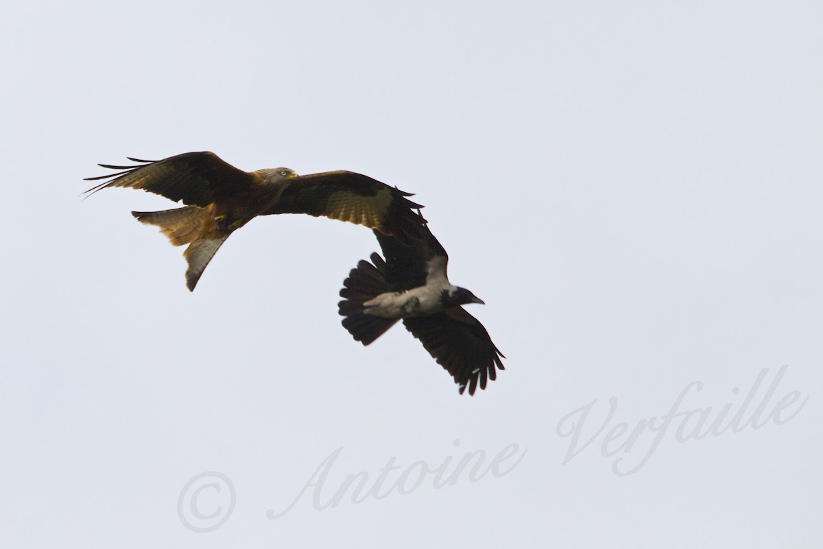 Red Kite and Hooded Crow