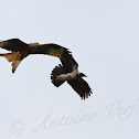 Red Kite and Hooded Crow